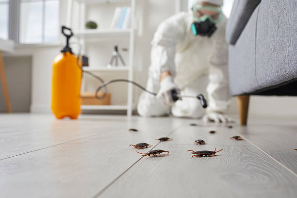 Commercial Rodent Management in Framingham